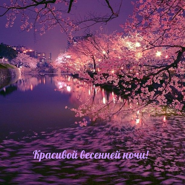 Ночь весны картинки красивые. Черри блоссом Найт. Черри блоссом ночь. Японский фонарик Ханами Сакура. Сакура ночью.