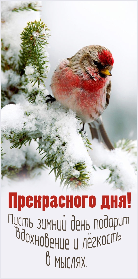 Пусть зимний день подарит вдохновение и лёгкость в мыслях.